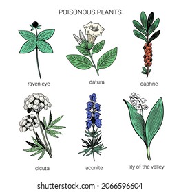 Set of colorful hand drawn poisonous plants. Illustration of toxic herbs in line art sketchy style. 