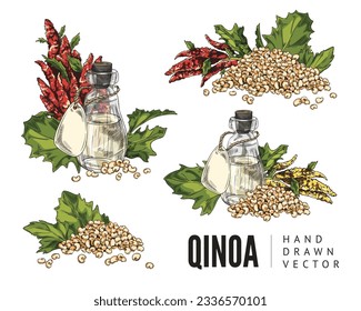 Set of colorful hand drawn quinoa plants, grains and oil in glass jars sketch style, vector illustration isolated on white background. Decorative design elements collection, fresh organic products