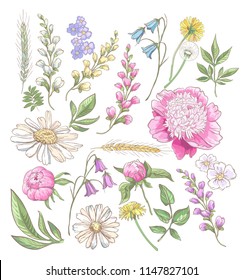 Set of colorful hand drawn wild flowers. Collecton of bluebells, chamomile, peony, bluebells, dandelions, leaves and piece of wheat isolated on white