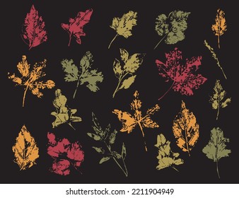Set of colorful hand made ink leaves stamp. Autumn leaf