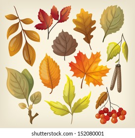 Set of colorful isolated autumn leaves.