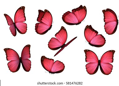 Set colorful isolated butterflies. View Insects Lepidoptera Morpho amathonte Vector illustration