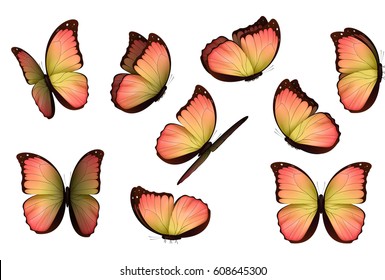 Set colorful isolated butterflies  View Insects Lepidoptera Morpho amathonte Vector illustration