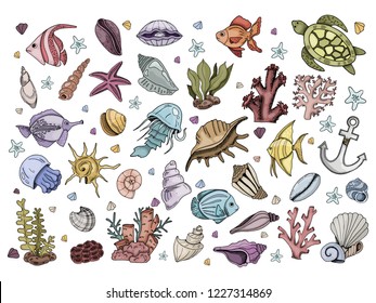 Set of colorful isolated elements - fish, jellyfish, shells, corals, algae, sea animals, on white background, hand drawing style, vector illustration