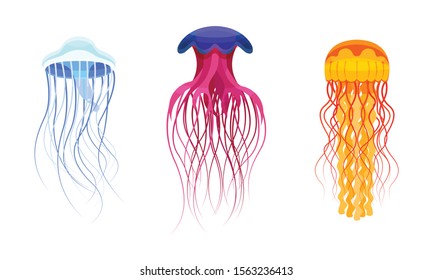 Set of colorful jellyfish. Vector illustration on a white background.