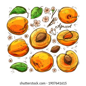 A set of colorful juicy apricots on a white background. Vector hand-drawn illustration.