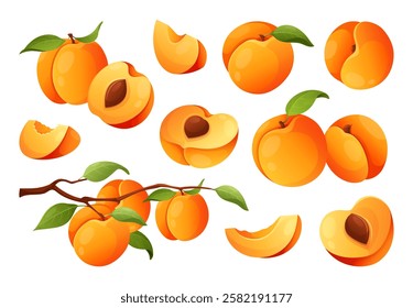 Set of colorful juicy peach and apricots. Vector fruit icons of whole apricots on tree branch, leaves, half and slices sweet peaches with seed. Summer garden harvest party. Organic natural food