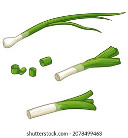 Set of colorful Leek. Vector illustration of leek isolated on a white background.