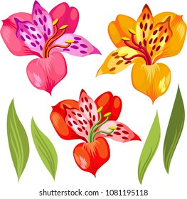 set of colorful lily and lesves.vector