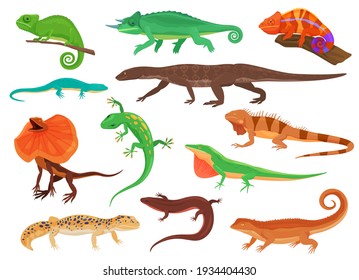 Set of colorful lizards. Different species of lizards. Vector illustration on a white background