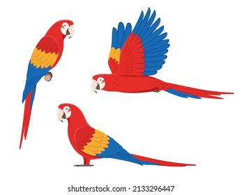 Set of colorful macaw parrots. Vector illustration set of colorful red tropic macaw parrots isolated on white background. Side view, profile.
