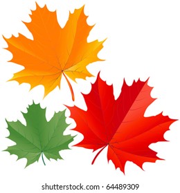 Set of colorful maple leaves