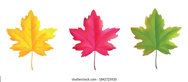 Set of colorful maple leaves red green yellow. Realistic vector isolated illustration.