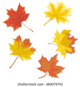 Set of colorful maple leaves. Vector illustration