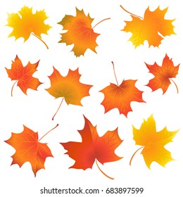 Set of colorful maple leaves. Vector illustration