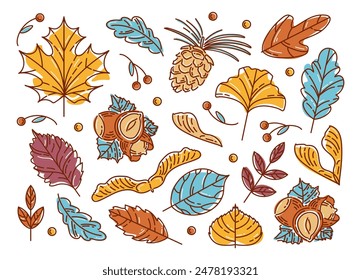 Set of colorful modern autumn leaf, nuts and seeds. Maple and rowan, ginkgo biloba, Codiaeum, lilac, linden and oak, elm and poplar. Acorns, cedar cone, hazelnuts, maple lionfish seeds. Sketch style.