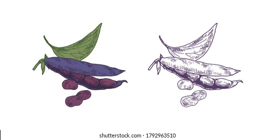 Set of colorful and monochrome black beans, pods and leaves vector illustration. Realistic hand drawn plants in vintage engraving style isolated on white. Edible botanical crop or food ingredient
