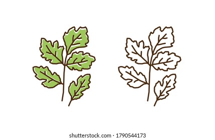 Set of colorful and monochrome cilantro in line art style. Natural vitamin plant with leaves and stem vector flat illustration. Organic diet fresh food for healthy nutrition isolated on white