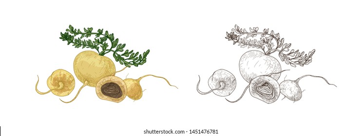 Set of colorful and monochrome drawings of maca or Peruvian ginseng. Fresh root crop, organic vegetable, superfood for healthy nutrition hand drawn on white background. Realistic vector illustration.