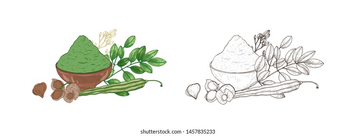 Set of colorful and monochrome drawings of Moringa oleifera plant, vegetable pods and powder in bowl. Superfood product, dietary supplement hand drawn on white background. Natural vector illustration.