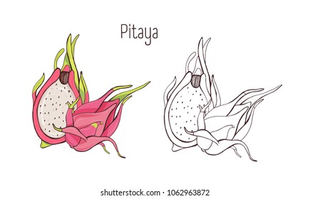 Set colorful   monochrome outline drawings whole   cut pitaya  pitahaya dragon fruit isolated white background  Bundle healthy tropical vegetarian dessert  Vector illustration 