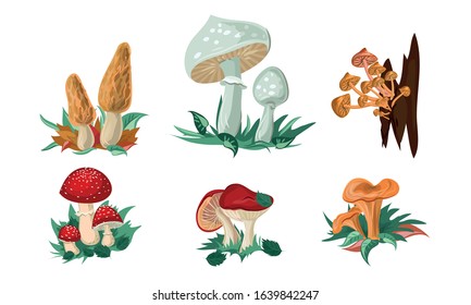 Set of colorful mushrooms and toadstools. Vector illustration in flat cartoon style.