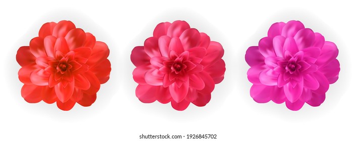 Set of Colorful naturalistic blossoming pink, red and purple camellia flower on white background. Vector Illustration. EPS10