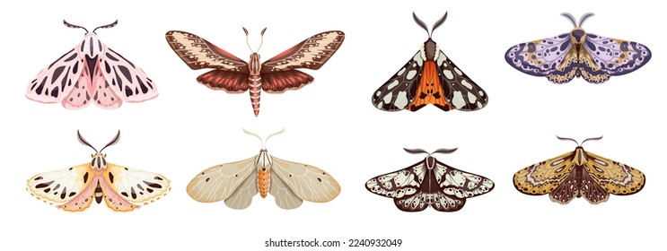 Set of colorful night moth, winged insect.Vector graphics.