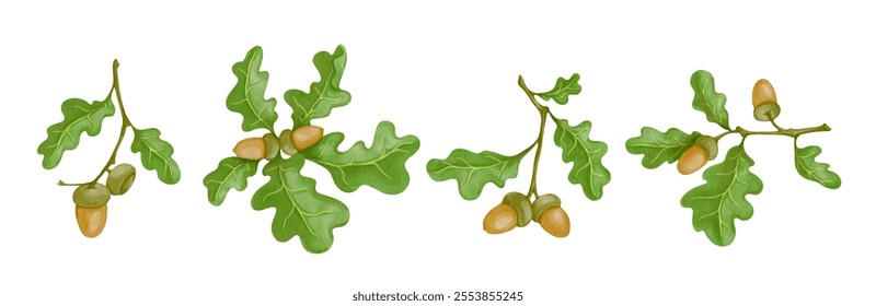 Set of colorful oak branches with acorns. Vector graphics.