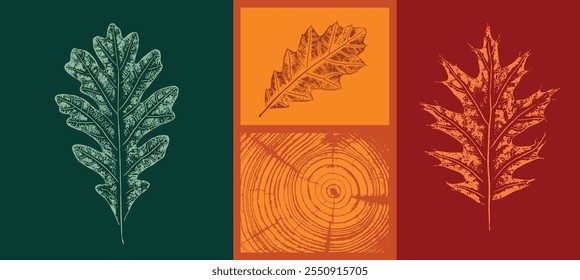 Set of colorful oak maple sycamore tree rings leaves as variations in color shape and size. Fall leaves on white background.