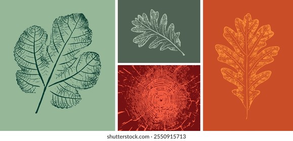 Set of colorful oak maple sycamore birch leaves as variations in color shape and size. Fall leaves on white background.