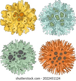 Set of colorful orange, yellow, green and blue vector lichens with apotheciums isolated on white.