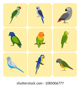 Set of colorful parrot icons