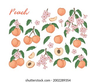 Set of colorful peach fruit, leaves, branches and flowers isolated on white background. Vector illustration in sketch style. Design element for package, label, poster, print, menu