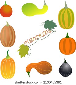 Set of colorful pumpkins for using on banners, logo, postcards. Hand drawn elements. Vector harvest background with vegetables.