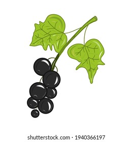Set of colorful realistic blackcurrant icon. Idea for decors, damask, ornaments, pattern, celebrations, spring holidays, nature themes. Isolated vector logo. Artwork.