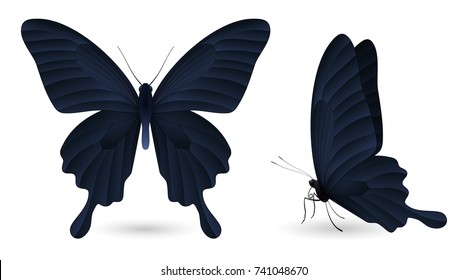 Set of colorful realistic butterflies. Front and side view. Vector 3D illustration