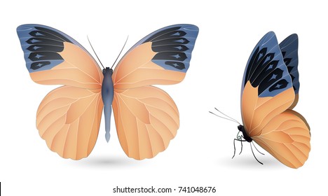 Set of colorful realistic butterflies. Front and side view. Vector 3D illustration