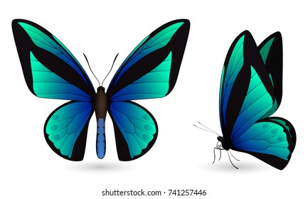 Set of colorful realistic butterflies. Front and side view. Vector 3D illustration