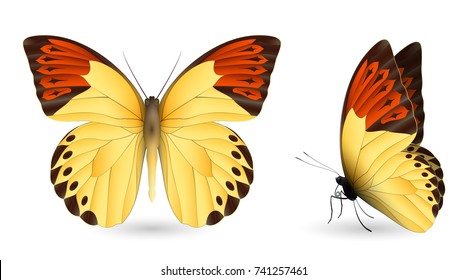 Set of colorful realistic butterflies. Front and side view. Vector 3D illustration