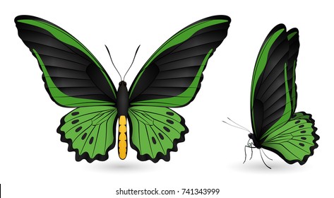Set of colorful realistic butterflies. Front and side view. Vector 3D illustration