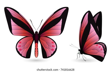 Set of colorful realistic butterflies. Front and side view. Vector 3D illustration