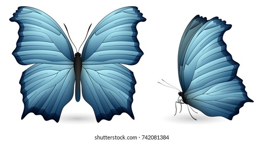 Set of colorful realistic butterflies. Front and side view. Vector 3D illustration