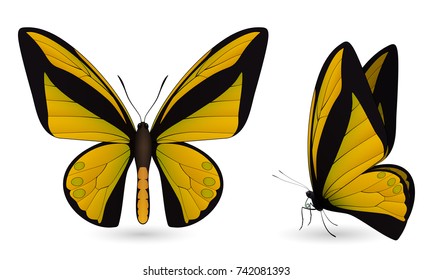 Set of colorful realistic butterflies. Front and side view. Vector 3D illustration