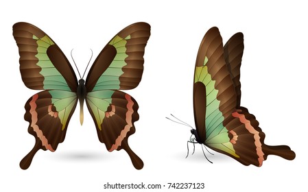 Set of colorful realistic butterflies. Front and side view. Vector 3D illustration