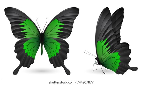 Set of colorful realistic butterflies. Front and side view. Vector 3D illustration