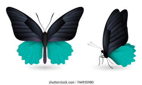 Set of colorful realistic butterflies. Front and side view. Vector 3D illustration