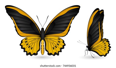 Set of colorful realistic butterflies. Front and side view. Vector 3D illustration