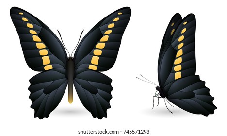 Set of colorful realistic butterflies. Front and side view. Vector 3D illustration