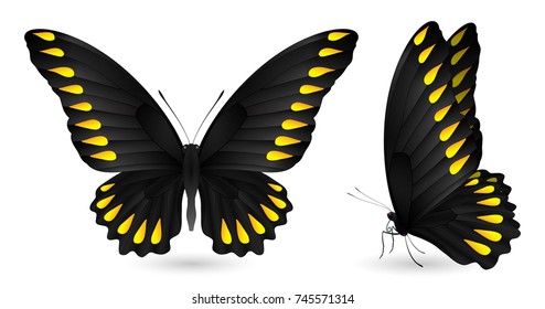 Set of colorful realistic butterflies. Front and side view. Vector 3D illustration